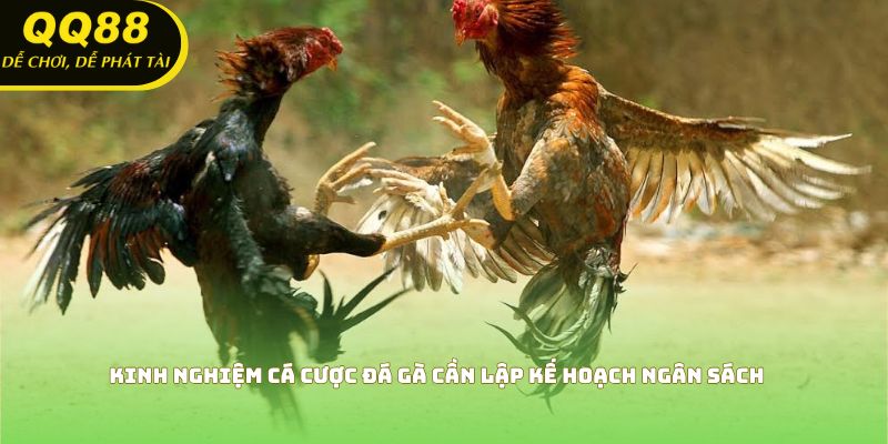 Kinh nghiệm cá cược đá gà cần lập kế hoạch ngân sách